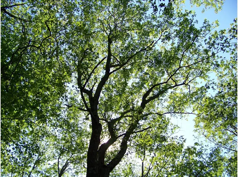 alberi caducifoglie