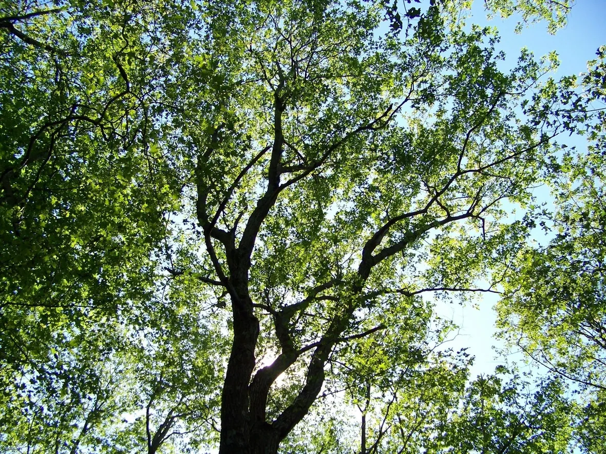 alberi caducifoglie