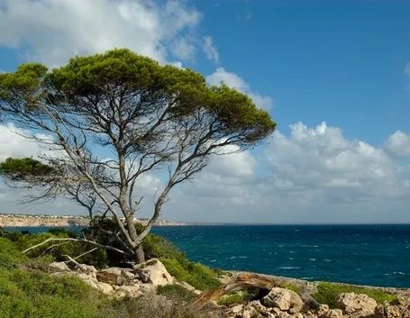 Alberi mediterranei