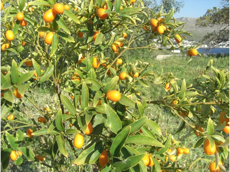 Pianta di mandarino cinese