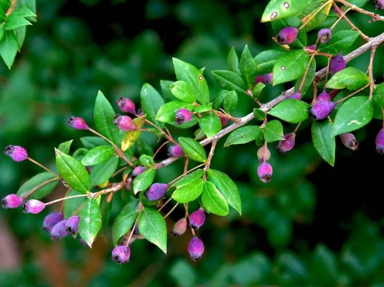 IL mirto sardo