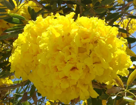albero
