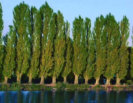 alberi