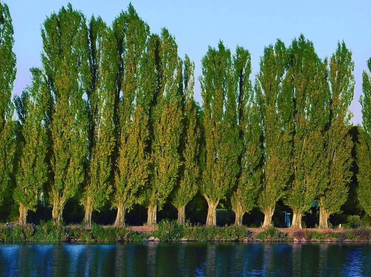 alberi