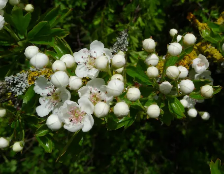 Come coltivare il biancospino 