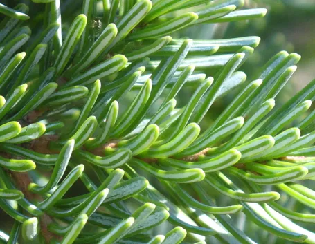 abete bianco