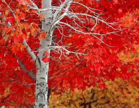 Quercia rossa