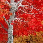 Quercia rossa