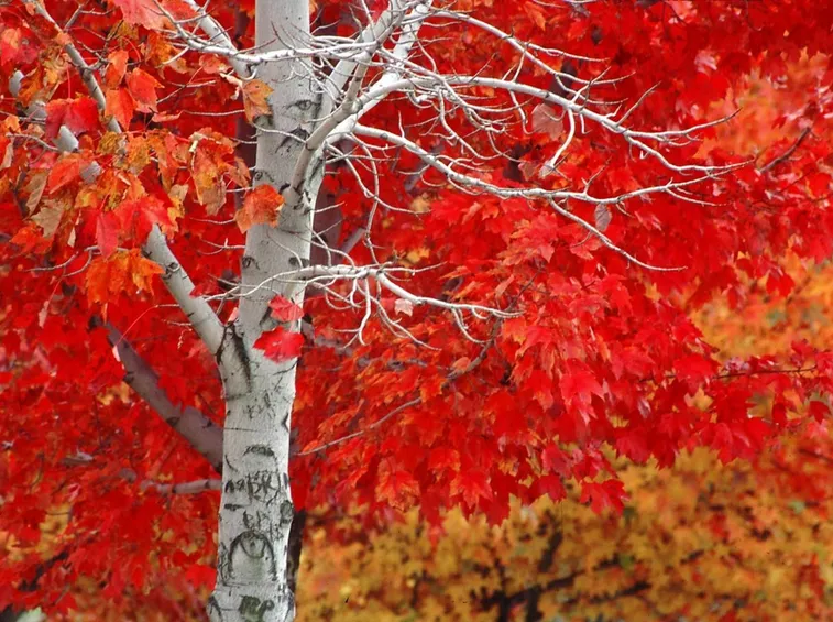 Quercia rossa