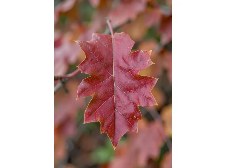 Quercia rossa in Italia