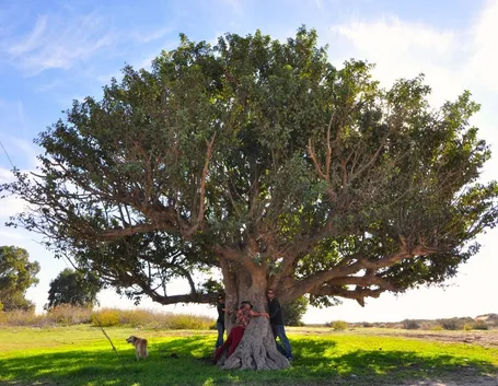 albero