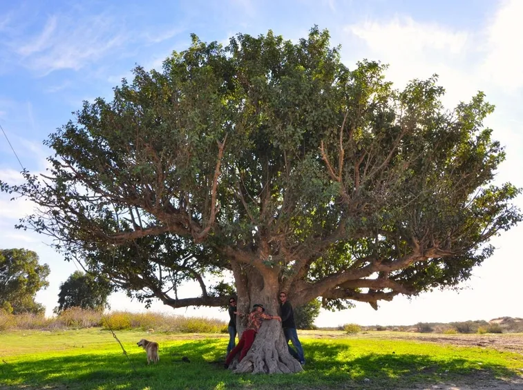 albero