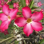 oleandro