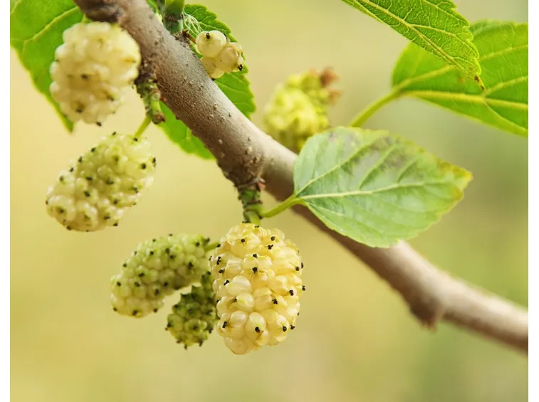gelso bianco
