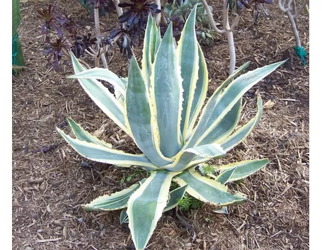 agave1