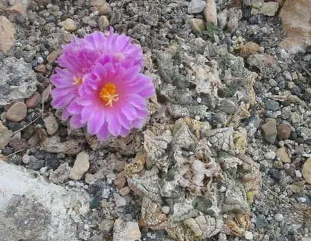 Ariocarpus 