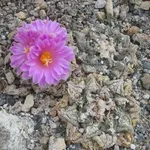 Ariocarpus 