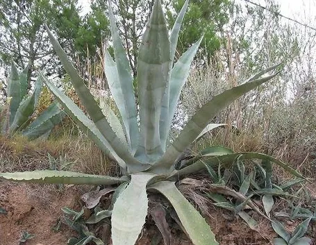 Piante succulente: un'agave americana