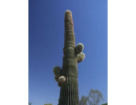 cactus gigante 