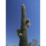 cactus gigante 