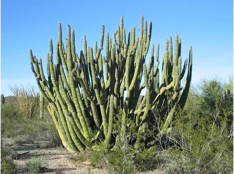 cactus gigantesco deserto