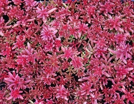Coltivare il sedum 