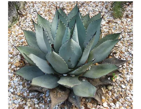 agave attenuata1