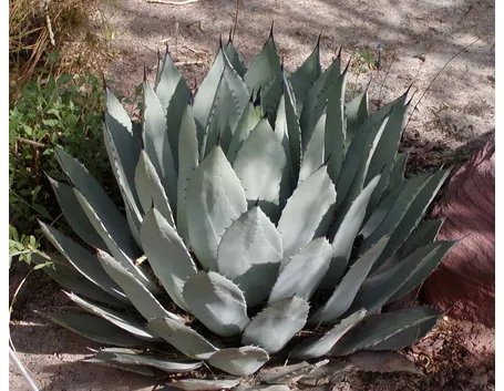 specie di agave 