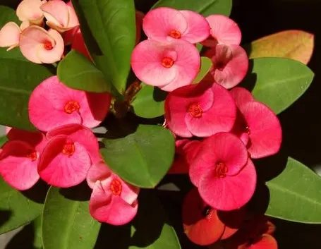 Euphorbia