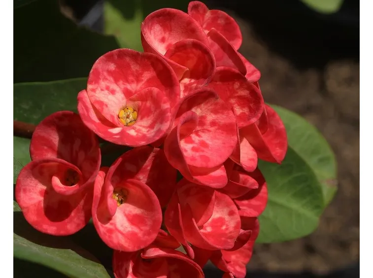Varietà di euphorbia