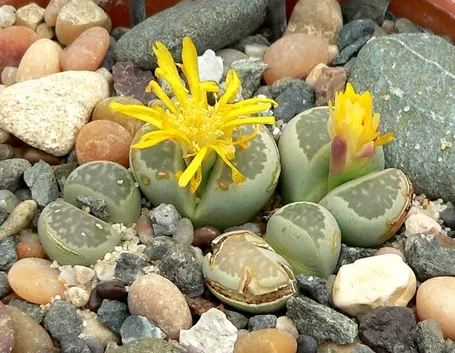 lithops