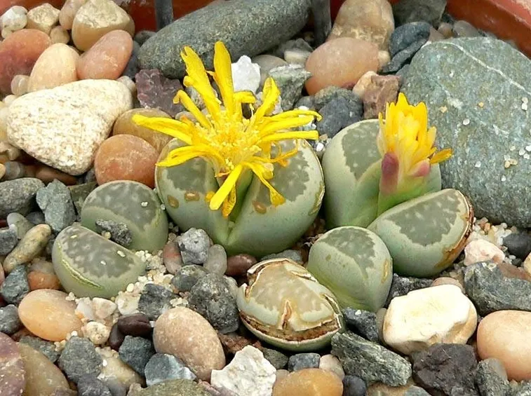 lithops