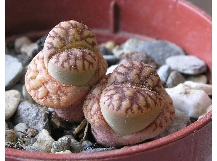 lithops