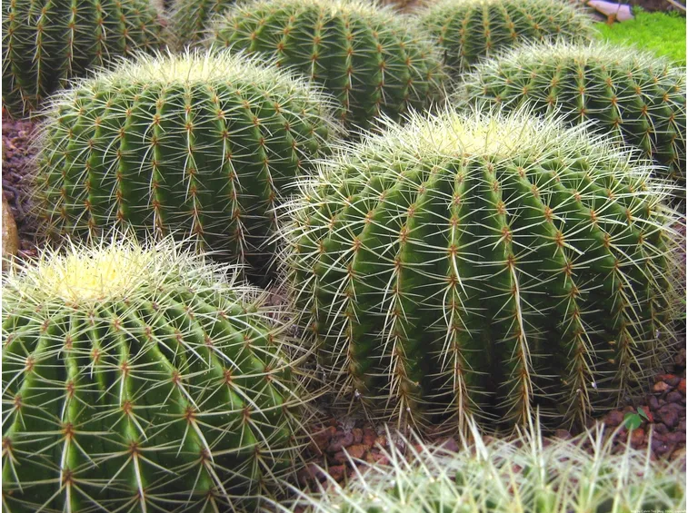Una pianta grassa necessita di molto sole