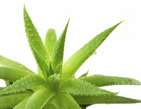 pianta aloe 