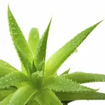 pianta aloe 