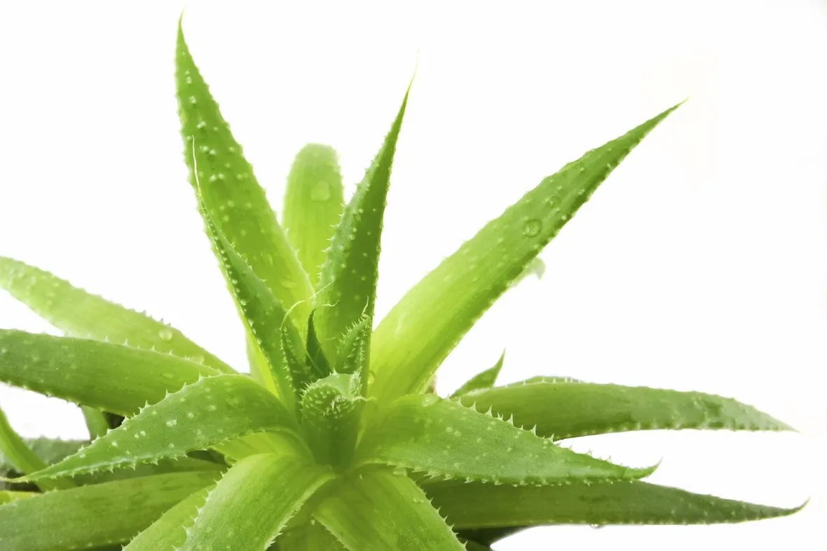 pianta aloe