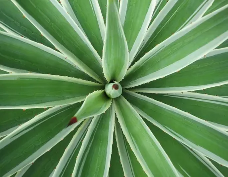 Agave sisalana 