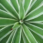 Agave sisalana 
