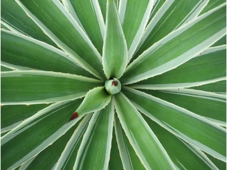 Agave sisalana