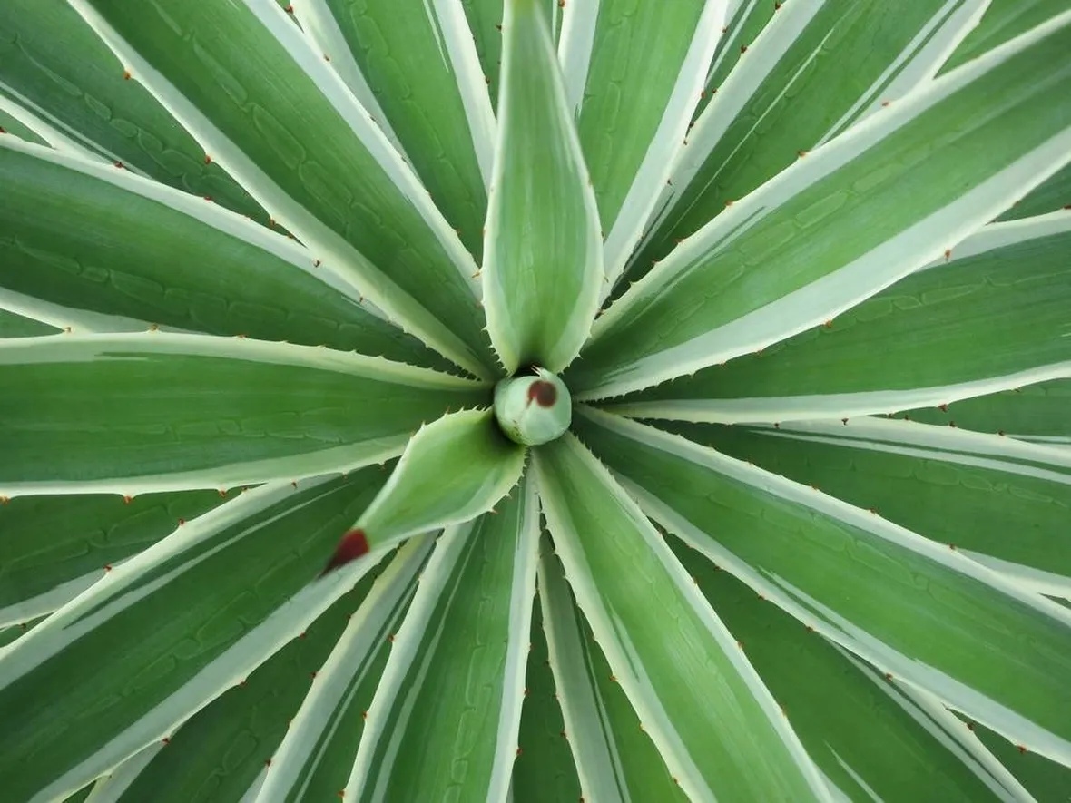 Agave sisalana