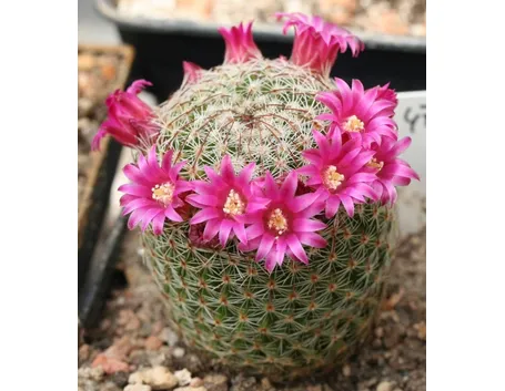 fiori mammillaria 