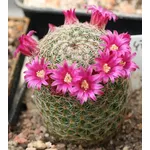 fiori mammillaria 