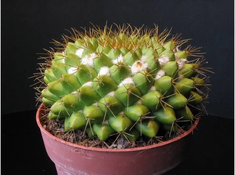 foglie mammillaria 