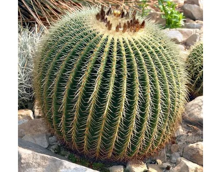 Cura del cactus 