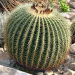 Cura del cactus 