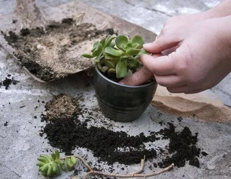 piante grasse vaso