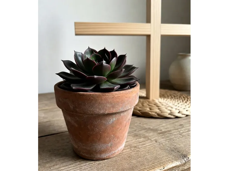 pianta in vaso