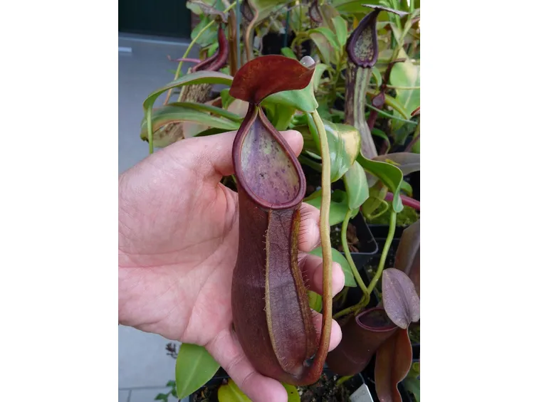 pianta carnivora1