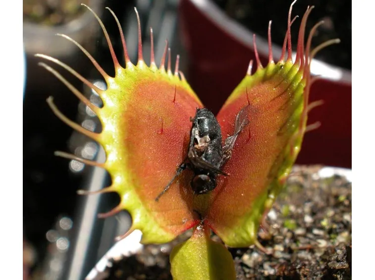 pianta carnivora